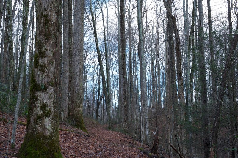 Climbing along the trail through the forest between Campsite 20 and Curry Mountain Trail.