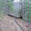 Tree blocks the trail, but it's easy to overcome. The trail is narrow past this point.