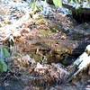 One of the creeks making its way across the trail on the Rich Mountain Trail.