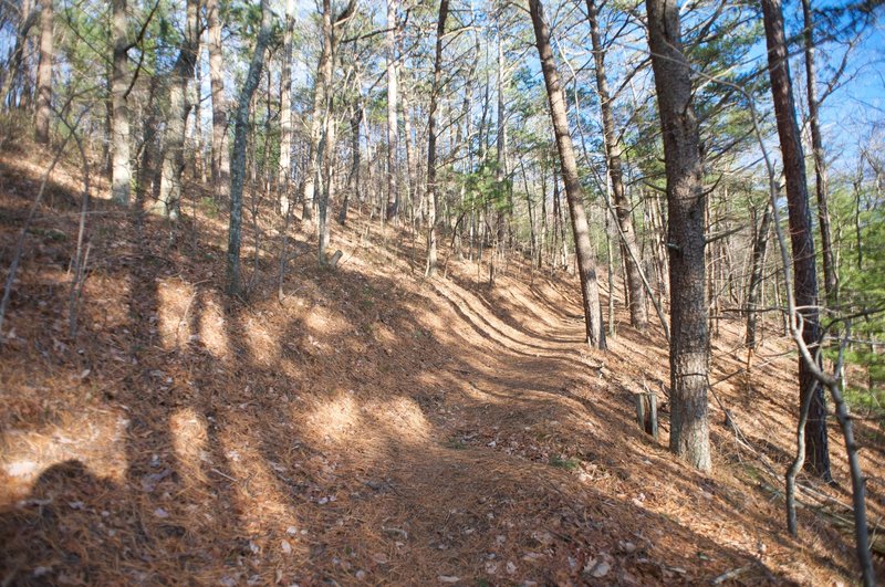 Working your way through the pine forest.