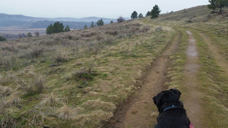 View of the Saltese Flats between a couple of furry ears.