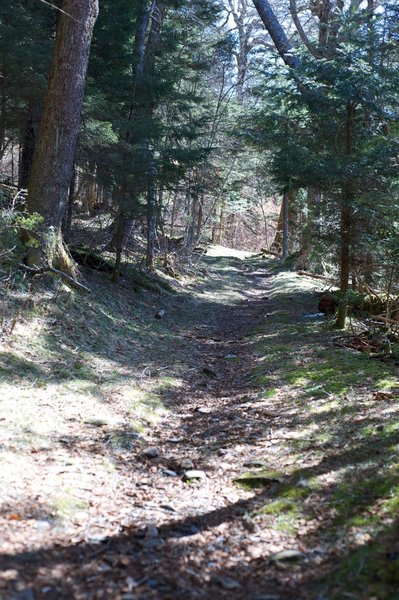 Heading up the Road Prong Trail.