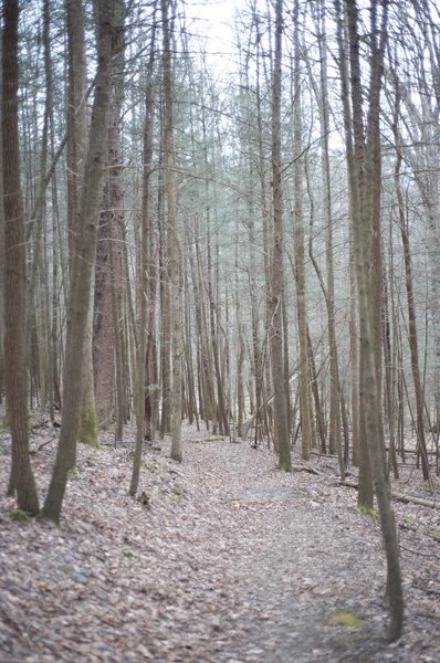 A trail through the woods as you climb toward Laurel Creek Road.