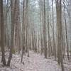 A trail through the woods as you climb toward Laurel Creek Road.