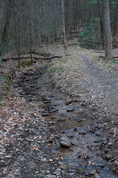 The creek follows the trail as it makes its way to Laurel Creek.