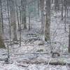 The stone piles off the trail are foundations from early settlers' homes. These stones are all that remain.