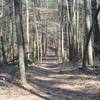 Finley Cane Trail as it moves away from Laurel Creek Road.