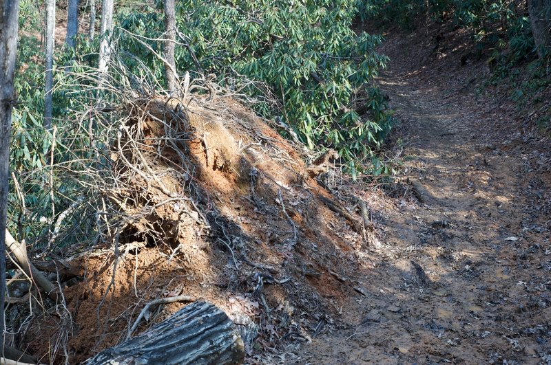 Downed trees and muddy trail are encountered throughout the trail. Make sure you wear the appropriate footwear for these conditions.