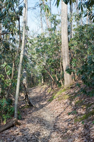 Rhododendron can be seen toward the end of the Finley Cane Trail.  The tree is found all along the trail and blooms in July, providing great opportunities to photograph it's white flowers.