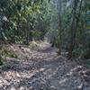 Looking back down the trail.