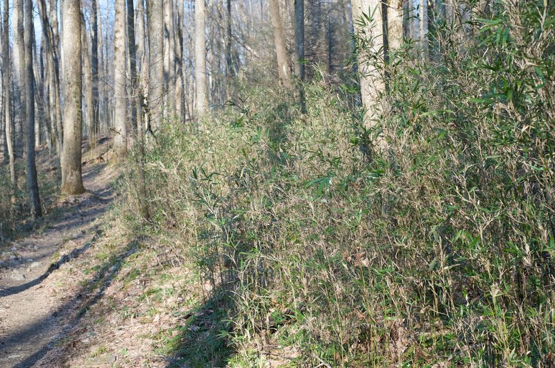 Cane lines this section of the trail, and thus the reason for the name of the trail.