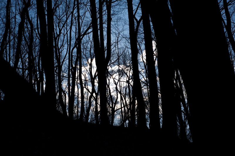 The trees lose their leaves in the late fall and winter, allowing the sun and clouds to be seen through the forest.