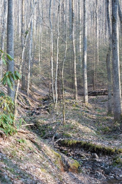 Water drains through the forest. It can make the trail wet, even if not a lot of water is flowing in the small creeks.