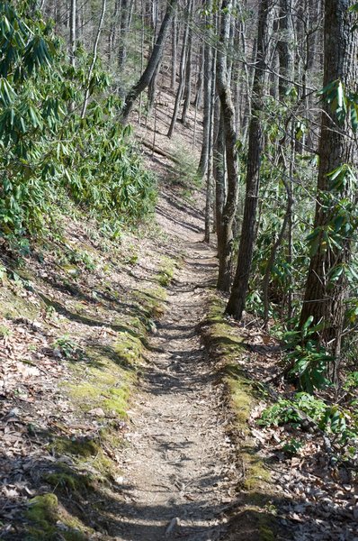 The trail is narrow in the woods.