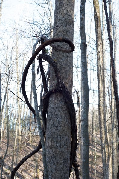 Grapevines line the trail at points. Here, one clings to a tree beside the trail.