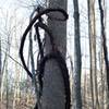 Grapevines line the trail at points. Here, one clings to a tree beside the trail.