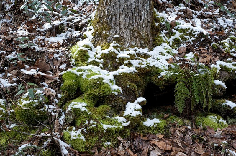 Moss and ferns surround the base of the tree. The damp area along the trail offers good wildflower viewing in the spring.