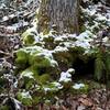 Moss and ferns surround the base of the tree. The damp area along the trail offers good wildflower viewing in the spring.