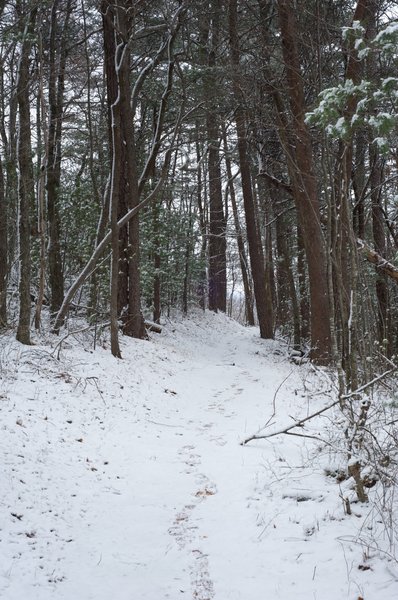 The trail wandering through the trees.