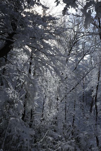 The forest moves in around you as you approach the top of the mountain.