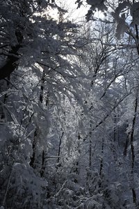 The forest moves in around you as you approach the top of the mountain.