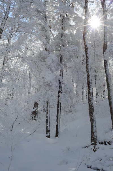 Snow covers the trees as the sun shines through on a beautiful day in the Smokies.