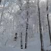 Snow covers the trees as the sun shines through on a beautiful day in the Smokies.