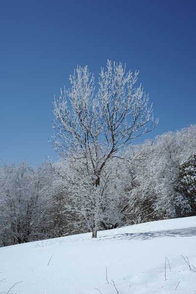 Snow covered tree along the Appalachian Trail.