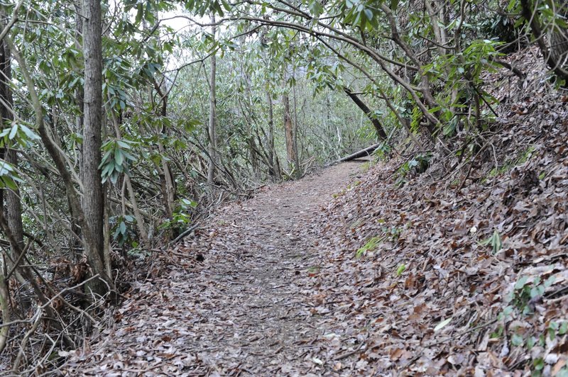 The trail as it climbs from the Little River Road.