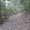 The trail as it climbs from the Little River Road.