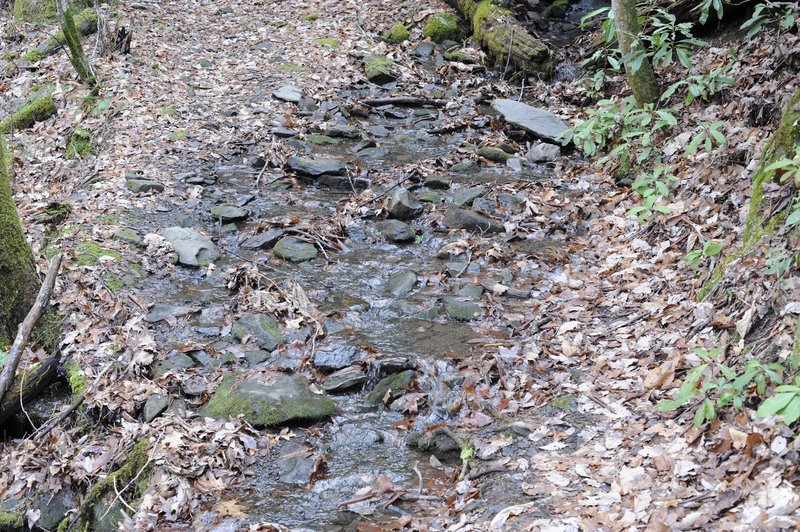 Small branch as it crosses the creek. You can see how the trail is covered in leaves that have fallen in the fall.