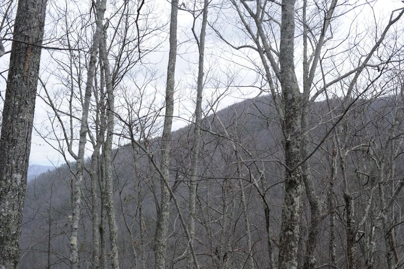 A view through the trees.