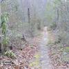 The trail narrows at points to singletrack. It's an easy climb through this portion of the trail.