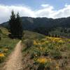 Flowers and pine trees towards the top of Hard Guy.