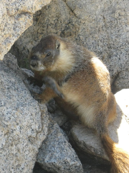 Marmot on top of Mt. Hoffman.