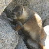 Marmot on top of Mt. Hoffman.