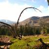 The rain finally cleared! On our way back from Five Lakes Basin. Sanford Lake/Grouse RDG/Tahoe N.F.