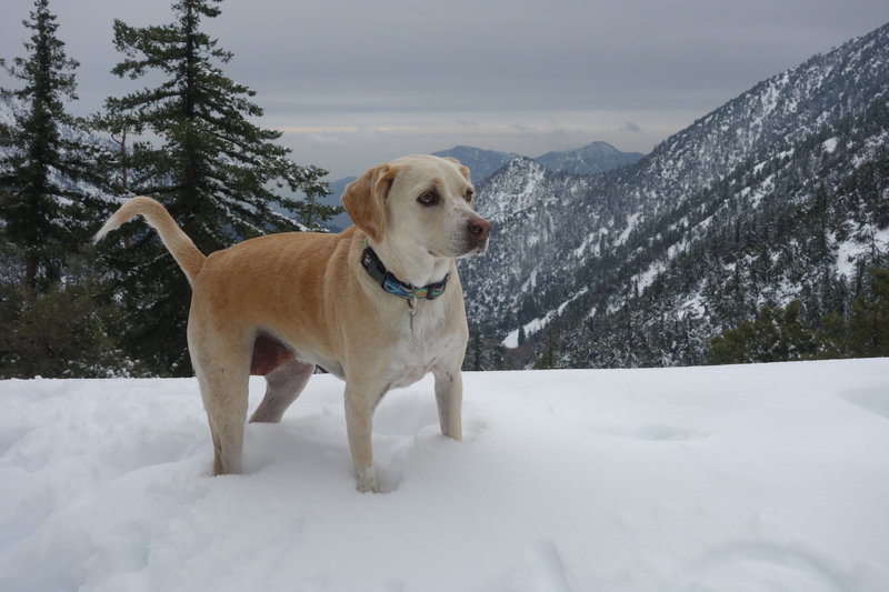 Looking toward the west as we start the hike on Mt. Baldy Trail in the snow.