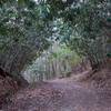 The definition of a Rhododendron tunnel can be found on the Schoolhouse Gap Trail.