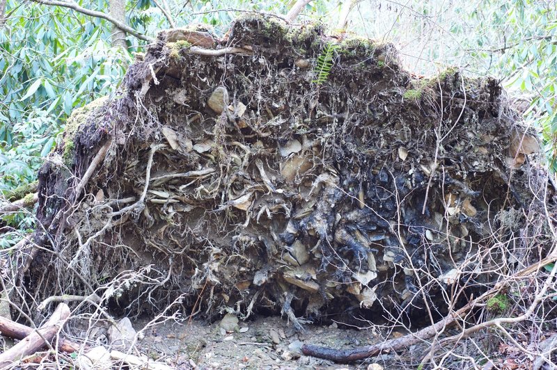 When it's really wet and a storm blows through, trees have been known to tip over.  This gives you an idea of what the root system of some of the trees look like in the Smokies.