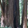 Redwoods are abundant along the Main Trail.