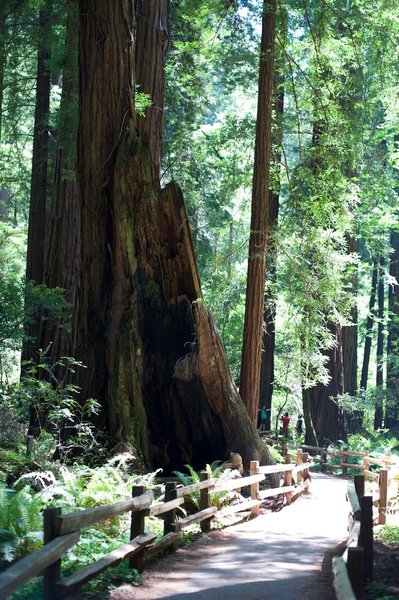 The Main Trail making its way through the trees.