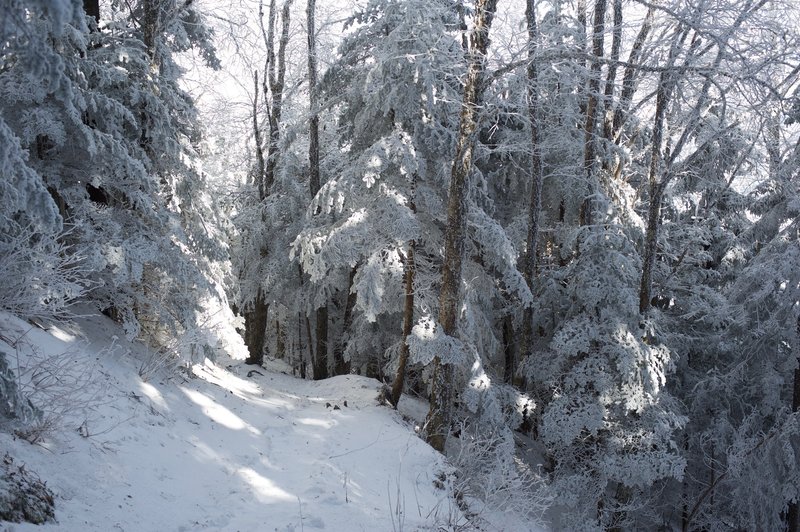 The trail moving through the woods as it moves toward Charlie's Bunion.