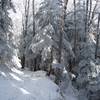 The trail moving through the woods as it moves toward Charlie's Bunion.