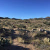 Near the highest point of this loop run, with the Tortolitas in the distance and cows on the trail ahead.