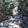 The trail as it descends from the Clingmans Dome parking lot. The rock steps make it easier to navigate this section of the trail.