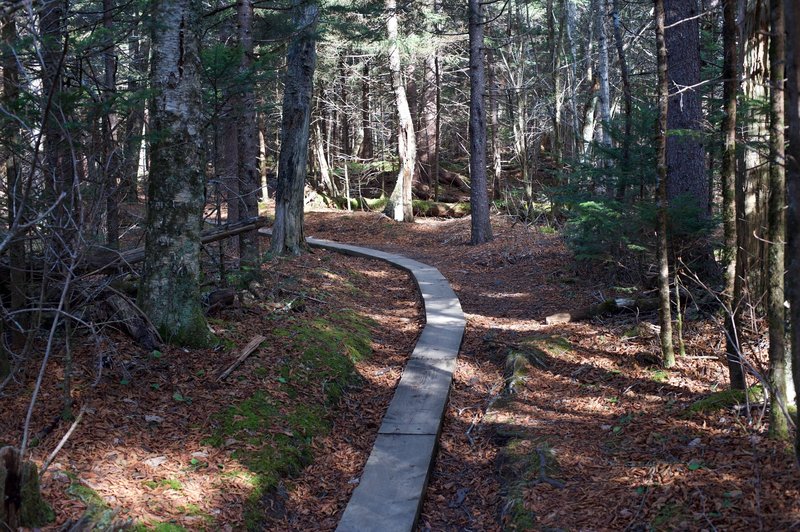 In areas that were susceptible to mud and erosion, the Friends of the Smokies helped install elevated boardwalks in sections of the trail to help preserve the area and make traveling along this trail a little easier.