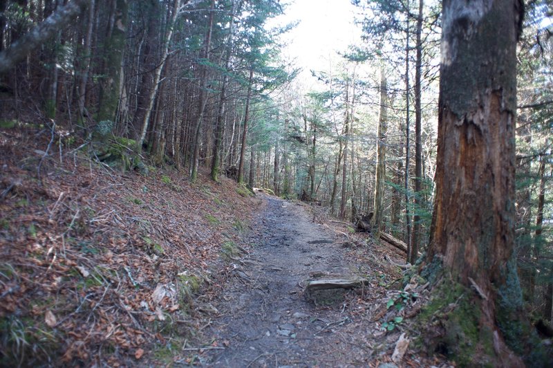 You can see the rocky, rooty trail as it works it was through the forest.