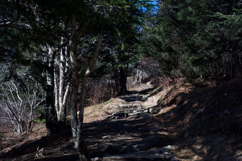 While it's a nice downhill on the way to Andrews Bald, it's an uphill climb back to the top of the trail at Clingmans Dome Parking Lot. Thanks to the work of the Friends of the Smokies, rocks have been put in places as steps to help with this climb.