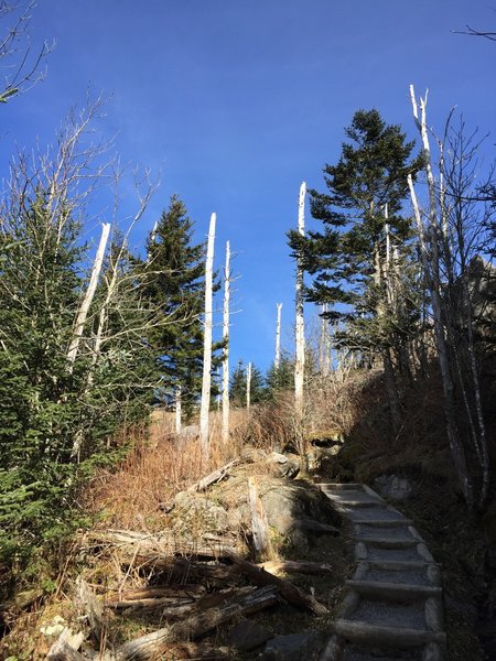 The final push as you near the Clingmans Dome Parking Lot. You can see the dead fir trees, victims of the sap sucking balsam woolly adelgid.